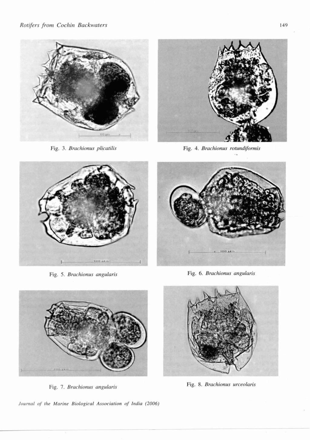 Rotifers from Cochin Backwaters 149 Fig. 3. Brachionus plicatilis Fig. 4. Brachionus rotundifomis.. Fig. 5. Brachionus angularis Fig. 6.