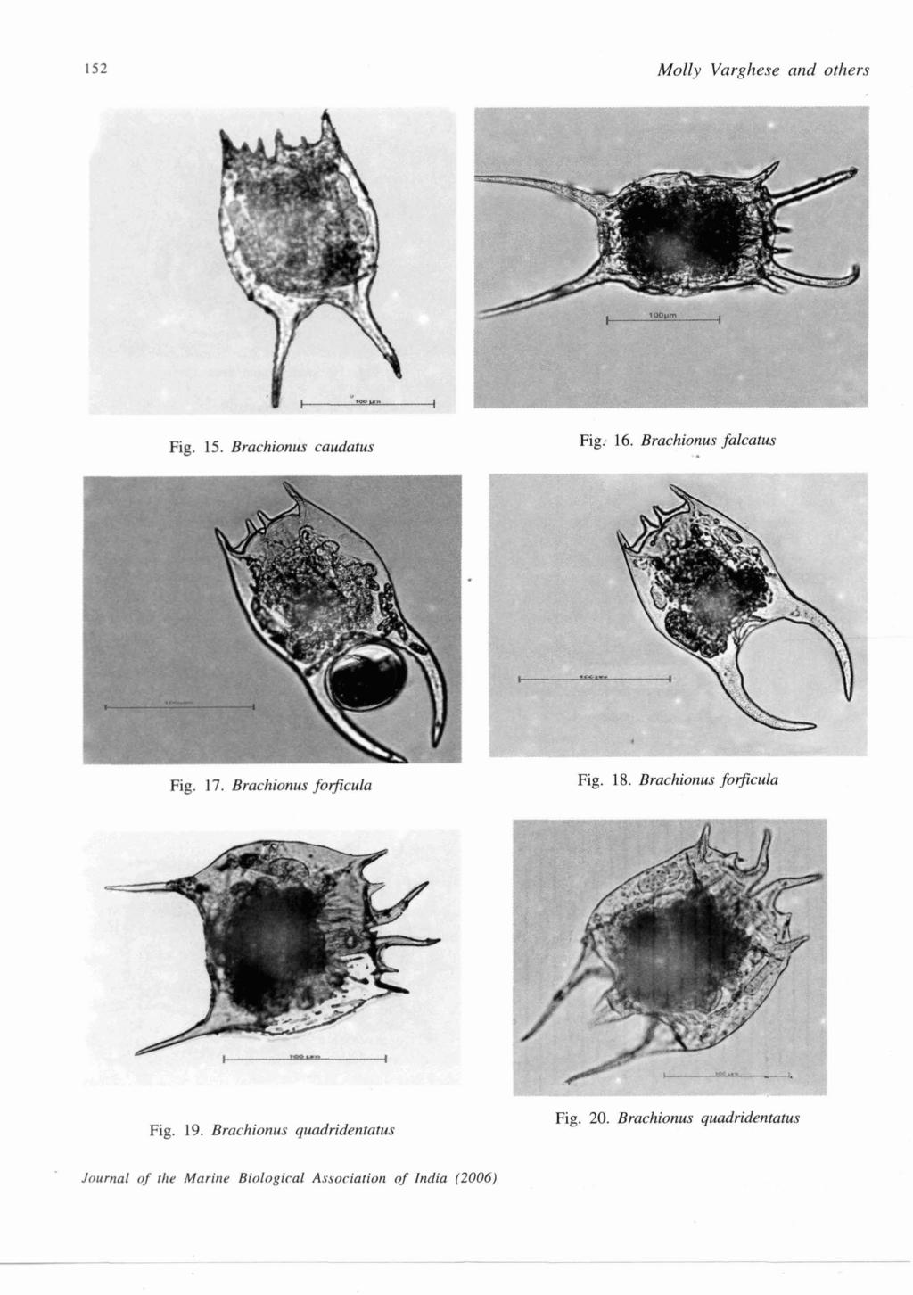 152 Molly Varghese and others Fig. 15. Brachionus caudatus Fig: 16. Brachionus falcatus Fig. 17. Brachionus foficula Fig. 18.