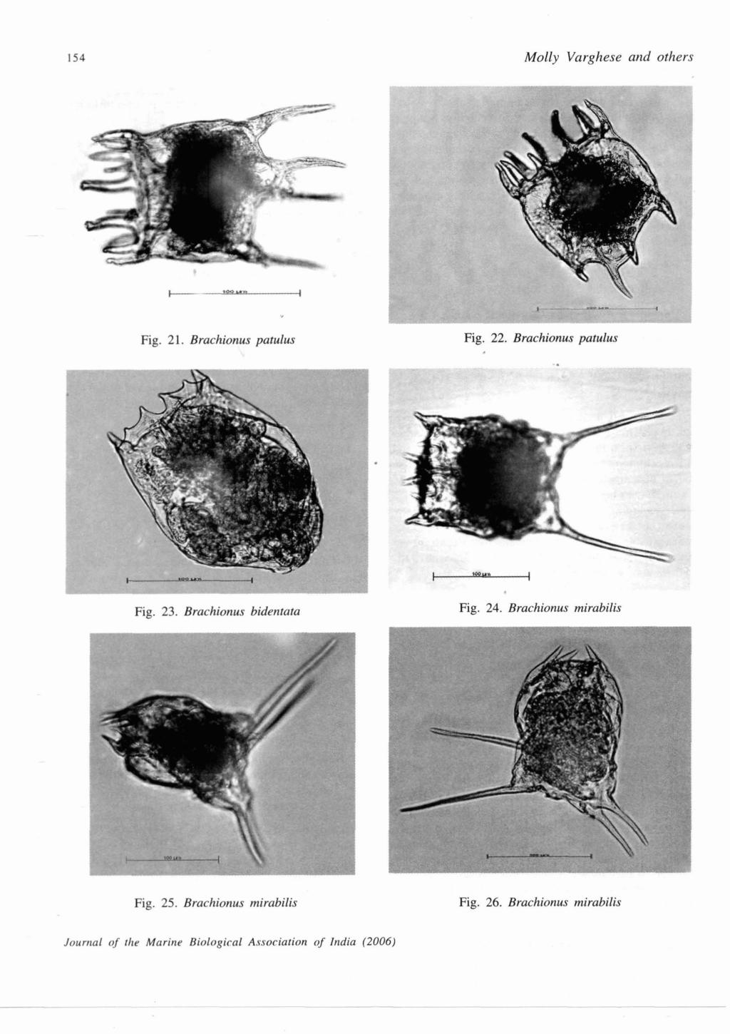 154 Molly Varghese and others I - ex I Fig. 2 1. Brachionus patulus Fig. 22. Brachionus patulus W".. I Mom* I Fig. 23. Brachionus bidentata Fig.