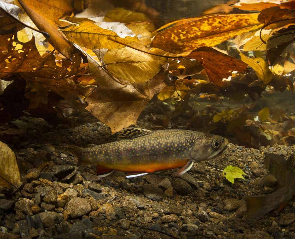 Our Brook Trout heritage he wild Brook Trout is an American symbol of persistence, adaptability, and the pristine wilderness that covered North America prior to European settlement.