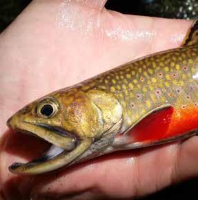 wild Brook Trout by making a tax-deductible donation that