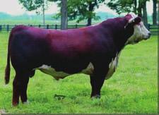 RSK 2N Miss Princess 24W is a female that you can t miss. Sired by the great Northeastern and by the 1195N female, 24W is a powerhouse young female worth taking a look at.