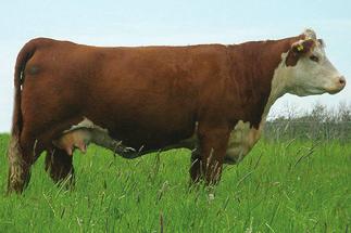 24W s full sister was a Canadian National Senior Heifer Calf Champion in 2006 and sold for $11,500.00 for ½ interest.