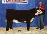 Her last RSK Down Under calf was an Agribition class