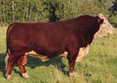 More recently, we have used Traveler 69T, who has also sired strong females which have been added to the herd as replacements.