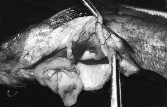 larvae in musculature and body cavity, and gut mucosa congestion in sheat fish