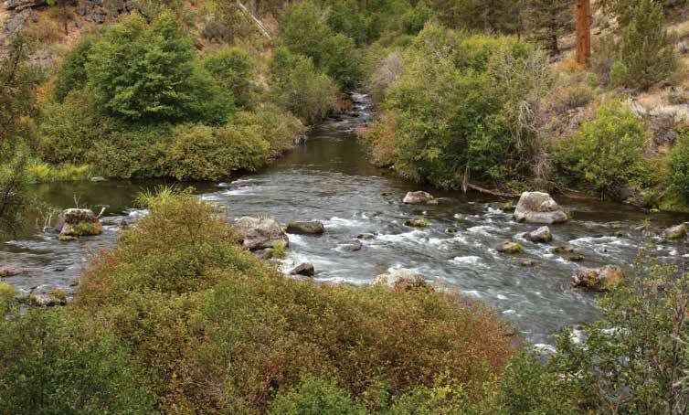 With sufficient flow, Tumalo Creek adds cold water to the Deschutes downstream of Bend. Stream Temperature At the Deschutes River-Tumalo Creek Confluence What makes trout happy?
