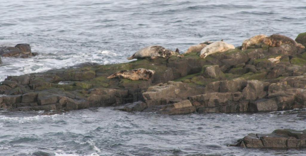 V. Survilienė The number of seals that fishermen see most often >5 group of