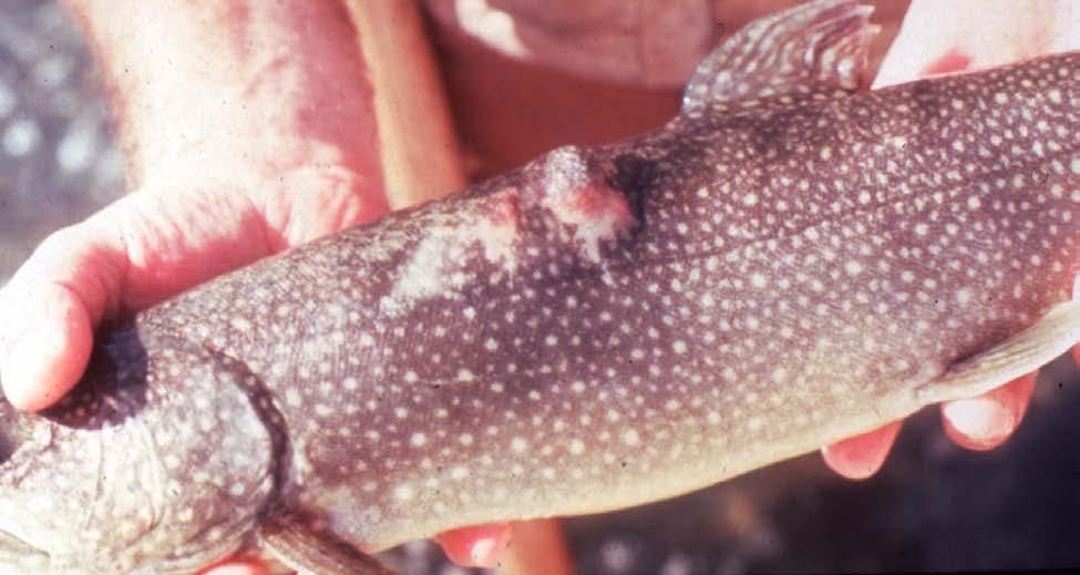 1.2.7 Furunculosis - 2 D. Disease Signs Typical furunculosis in salmonids is caused by Aeromonas salmonicida var. salmonicida and may occur in one of several forms: 1.