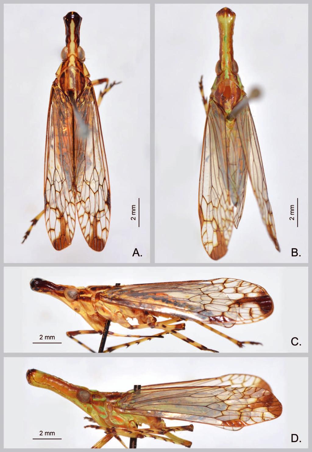 2016 REVIEW OF THE ORIENTAL GENUS PROTOLEPTA 469 Fig. 1. Habitus of Protolepta species. A., C.