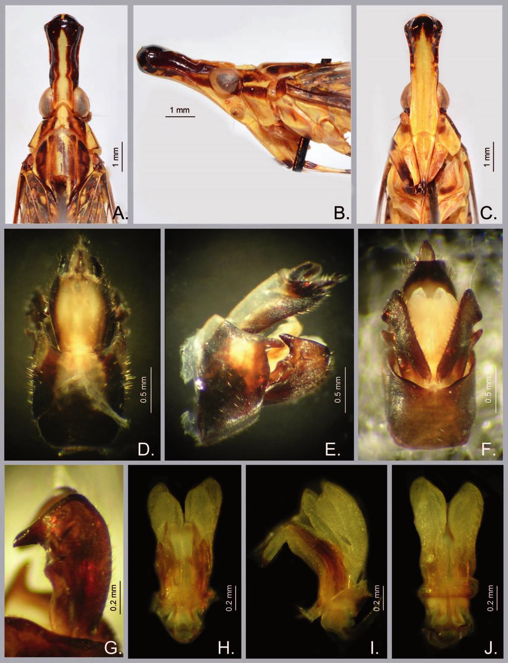 2016 REVIEW OF THE ORIENTAL GENUS PROTOLEPTA 471 Fig. 3. Protolepta linnavuorii sp. nov. A. head, pronotum and mesonotum, dorsal view; B. head and pronotum, lateral view; C.