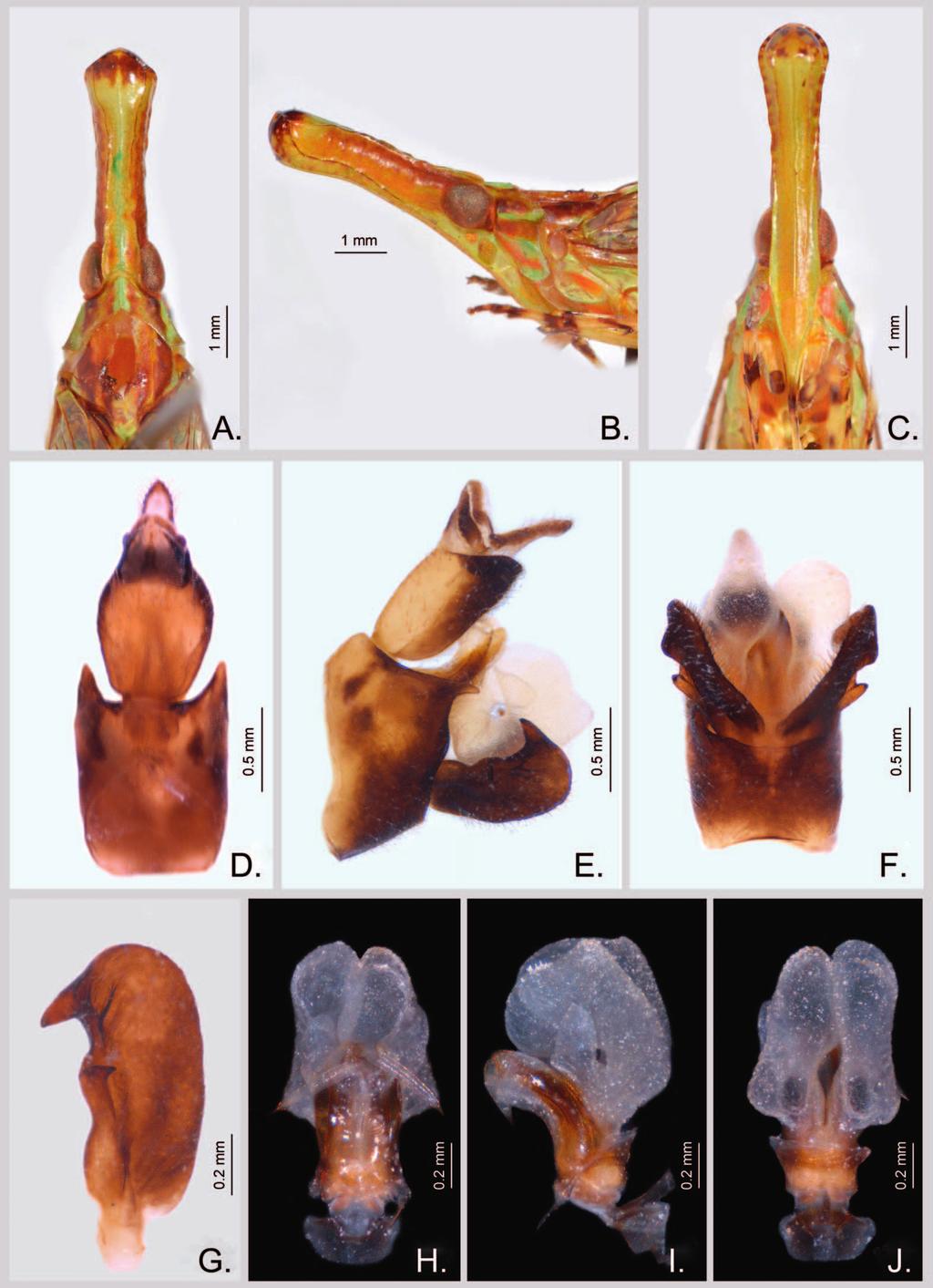 472 ENTOMOLOGICA AMERICANA Vol. 122(3) Fig. 4. Protolepta turbata. A. head, pronotum and mesonotum, dorsal view; B. head and pronotum, lateral view; C. head and pronotum, ventral view; D.