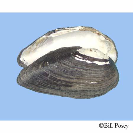 Uniomerus declivis TaperedPondhorMussel Report M-Z Class: Order: Family: Bivalvia Unionoida Unionidae npriority Score: 19 out of 100 Population Trend: Unknown Global Rank: State Rank: G5Q Secure