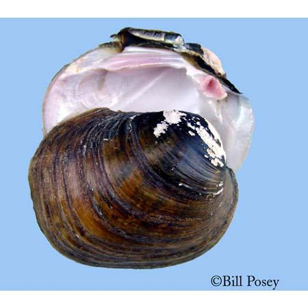 Lampsilis abruptapinkmuckemussel Report A-L Class: Order: Family: Bivalvia Unionoida Unionidae tpriority Score: 46 out of 100 Population Trend: Unknown Global Rank: State Rank: G2 Imperiled species