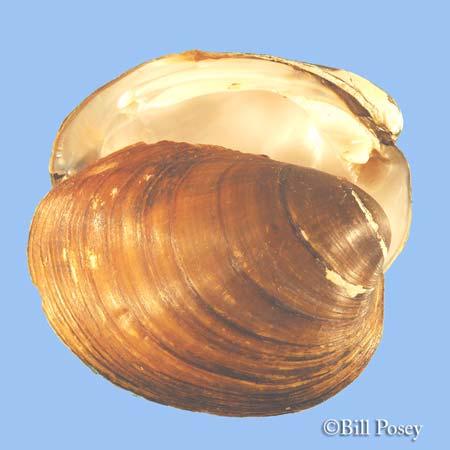 Obovaria olivariahickorynumussel Report M-Z Class: Order: Family: tpriority Score: Bivalvia Unionoida Unionidae 19 out of 100 Population Trend: Unknown Global Rank: State Rank: G4 Apparently secure