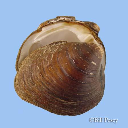 Pleurobema sintoxia RoundPigtoMussel Report M-Z Class: Order: Family: Bivalva Unionoida Unionidae epriority Score: 17 out of 100 Population Trend: Stable Global Rank: State Rank: