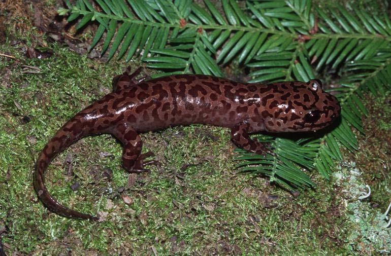 Dicamptodontidae Pacific Giant Salamanders Meaning: doubly