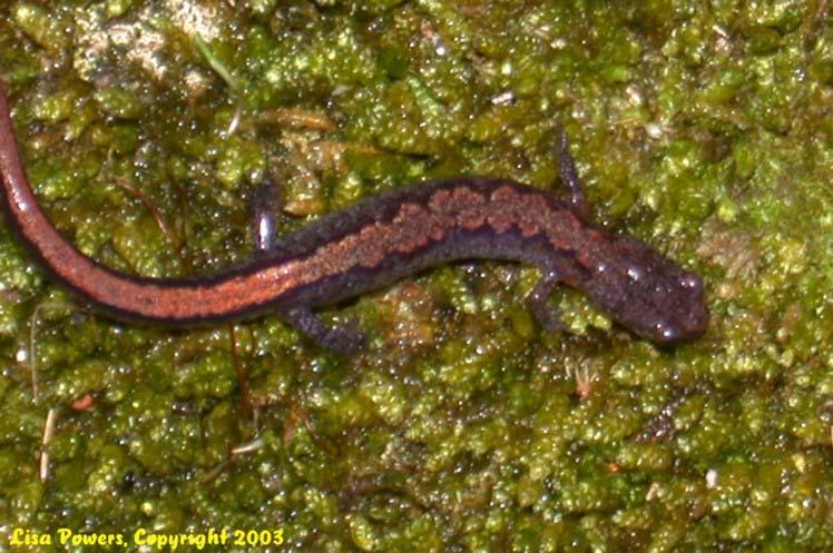 Plethodontidae Lungless Salamanders Meaning: