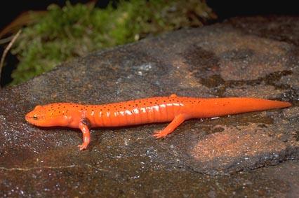 Plethodontidae Pseudotriton* stocky bodied red or purplish
