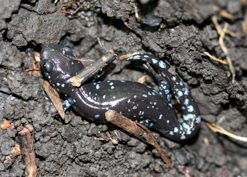 Ambystomatidae Ambystoma laterale* Photo from Wikimedia Commons discrete pale blue or bluish white flecks on venter, sides body long and