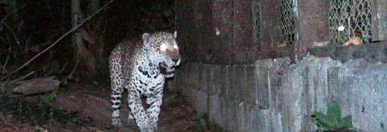 Our Male Jaguar coming into the rescue center and then moving around Preciosas enclosure.