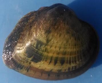 Michigan requires Scientific Collectors Permit and Threatened and Endangered Species Permit Allows collection and potential relocation of all mussel species except Federally listed species (~38