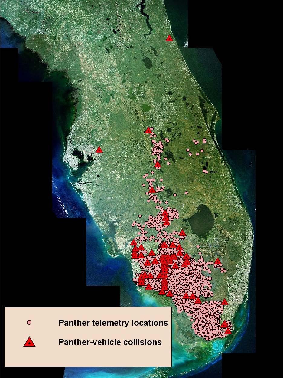 Panthers occur throughout the Florida peninsula Most panthers are found south of Lake Okeechobee