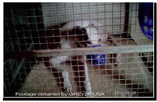 SECTION 2. Confinement Large greyhounds cannot fully stand erect in their cages The Arizona Department of Racing requires that greyhound cages be 32 inches high, by 31 inches wide, by 42 inches deep.