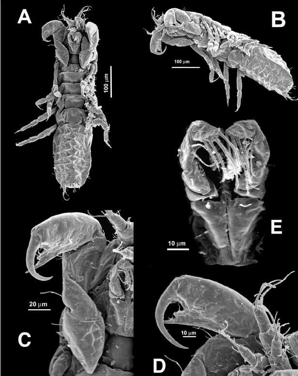 166 Suárez-Morales et al. New tanaidacean from a deep-sea polychaete Pereopod 2 (Fig.
