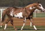Incentive programs Breeders Trust has another record-breaking year For the fifth consecutive year, APHA s Breeders Trust program paid out more than $1 million for Paint Horses with performance