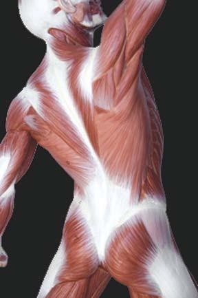 Every day at Therapy Solutions we explain fascia tissue to at least one person who has never heard of it.