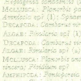 (14) MOLLUSCA: Planorbis antrosus; Amnicola limosa; Valvata sincera; Pisidium sp?