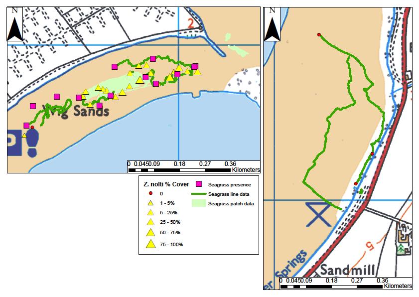 spread across the entire area in both locations, well beyond the extents surveyed in 2010, to ensure that information was collected on all seagrass beds in both areas.