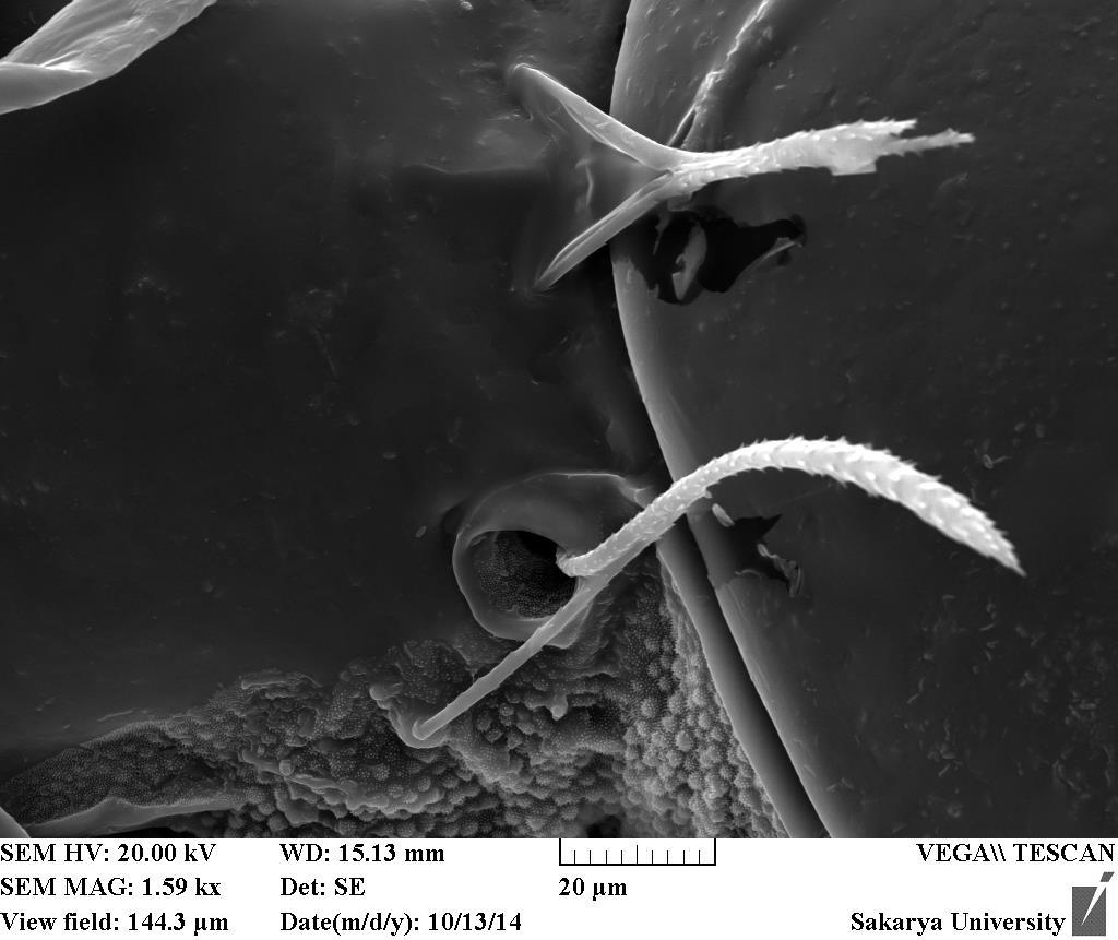 microscopy image. Figure 3. Lasiobelba (L.