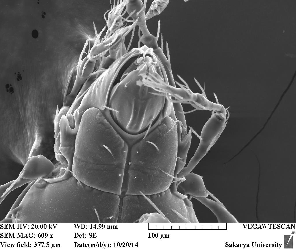 microscopy image. Figure 7. Lasiobelba (L.