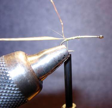 The Leader Little Green Stonefly by Bill Carnazzo Before I launch into a discussion of this month s creature, I have a couple of things I want to mention regarding our newsletter, The Leader.