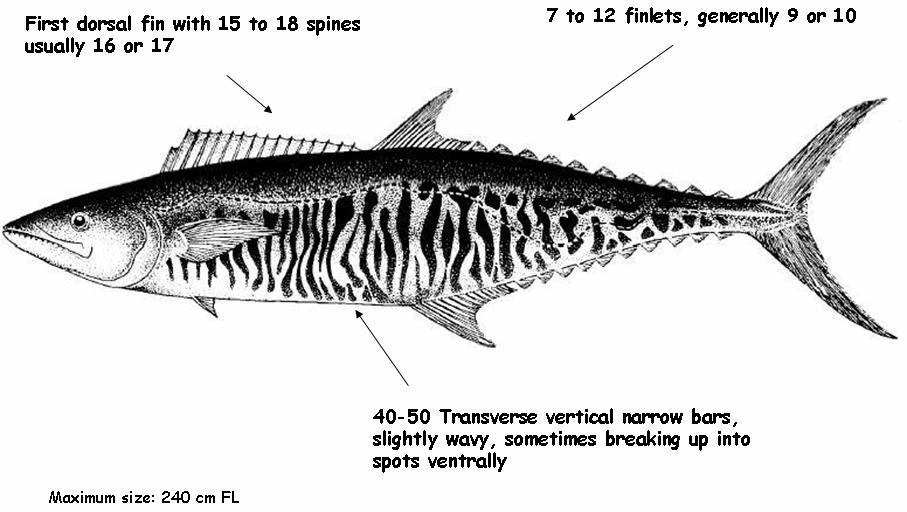 13 Appendices APPENDICE 1 Scomberomorus commerson (Lacepède, 1800) Class - Actinopterygii (ray-finned fishes) Order-Perciformes Family Scombridae FAO Names : En - Narrow-barred Spanish mackerel; Fr -