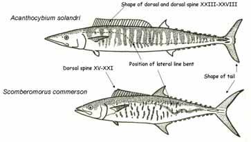 APPENDICE 3 Acanthocybium solandri (Cuvier, 1832) Class - Actinopterygii (ray-finned fishes) Order - Perciformes Family Scombridae FAO Names : En - Wahoo; Fr - Thazard-bâtard; Alpha Code :WAH, Large