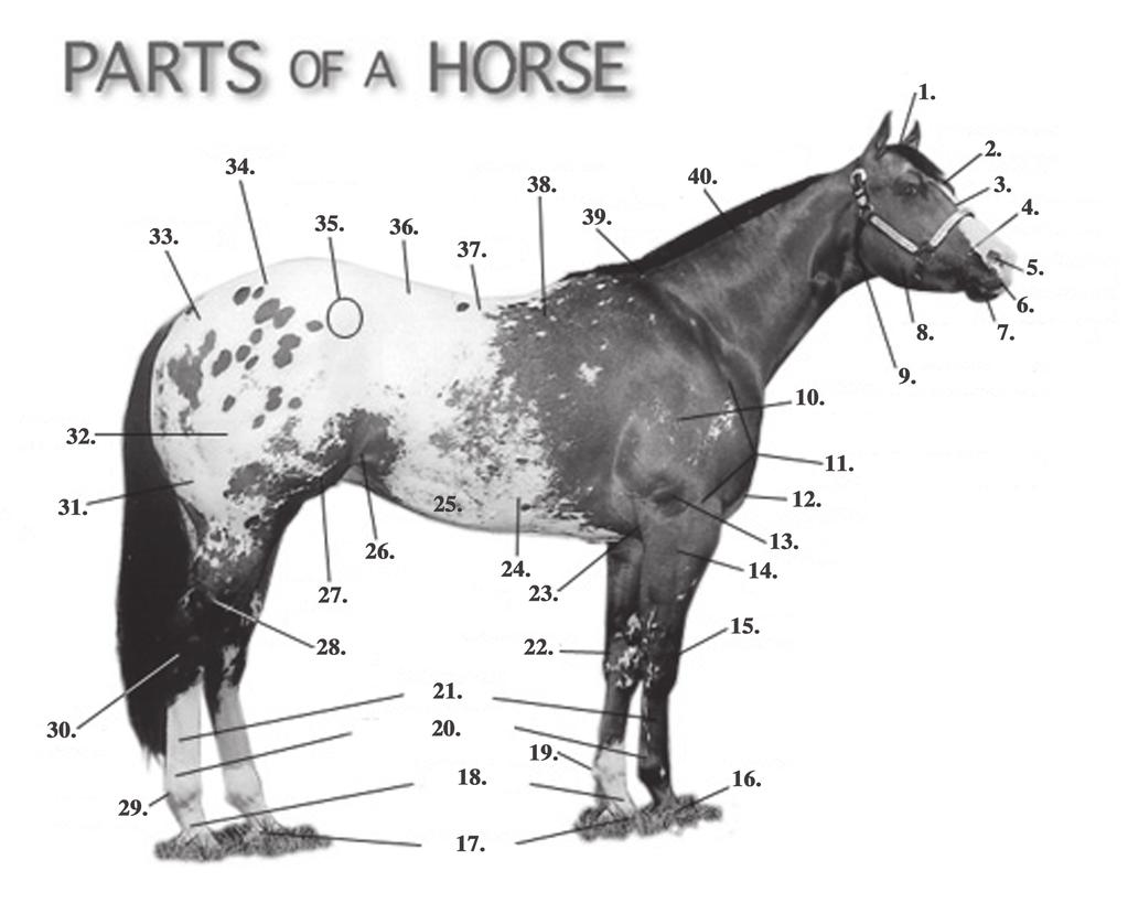 III. PARTS OF A HORSE Identify the parts of the horse. (Refer to diagram in the back of this workbookl) 1. 2. 3. 4. 5. 6. 7. 8.