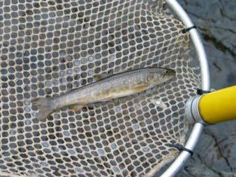 Site 207 Score: 92 (High) Date: 09/20/2005 Site 207 brook trout Wolverine River: Sites 301, 302, 303, 304, 305 bull trout All first and second