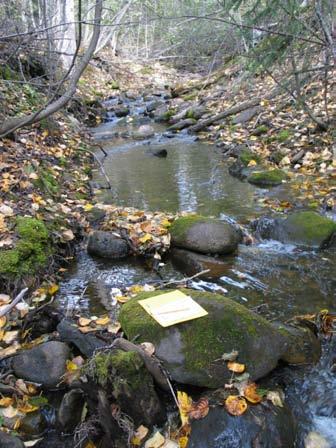 SURVEY SITES Wolverine River Site 305 (234-323900-49400-17400): this stream is located east of Perry Creek. It flows directly into the Wolverine River without any obstructions below the sampled reach.