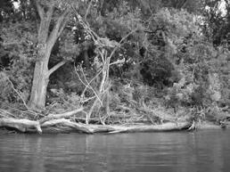 ) Recoloniza&on: from where???? Woody debris patches serve as hydaulic!! Example. Ma^haei et al.
