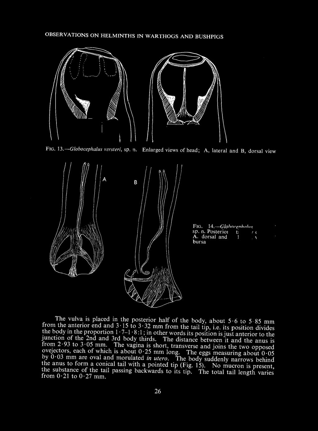OBSERVATIONS ON HELMINTHS IN WARTHOGS AND BUSHPIGS FIG. 13.-Giobocephalus versteri, sp. n.