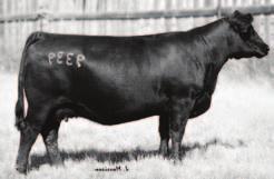 529 PM THRILLER 74 13 Gender: Male Tattoo: FIRE 74A Reg# : 1734138 DOB: February 17 2013 SOUTHLAND TWO FITTY 250T SIRE: SOUTHLAND THRILLER 83X SOUTHLAND BELLE 89R SOUTHLAND JIMMY RAY 170N DAM:
