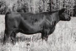 Herdsire! Herdsire! From the moment I laid eyes on this guy I knew he was special. His dam entered our flush program last spring so you know I think highly of her.