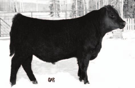 0 90 lbs 717 lbs One of the last Freedom 2 08 s to sell since we lost him winter of 2012. They have been the choice of many knowledge ranches the past few bull sales.