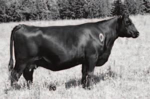 His birth EPD is in the top 1% in Canada. Dam is a big middle easy fleshing cow. She produced herd bulls for Ron Groot and Alexis Creek Ranch.
