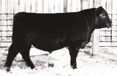 Lot 556 556 MARBERLY ANCHOR 20A Gender: Male Tattoo: NXS 20A Reg# : 1717583 DOB: February 05 2013 B C LOOKOUT 7024 SIRE: MARBERLY WISE GUY 10W MARBERLY MAYFLOWER LASS A C REMINGTON DAM: ATLASTA ANNA