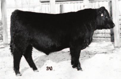 20 91 +1.9 +36 +58 +13 +31 +4.0 +6.0 85 lbs 639 lbs I really like this bull; he is a real stand out. He is thick topped and deep, with great feet and legs under him.