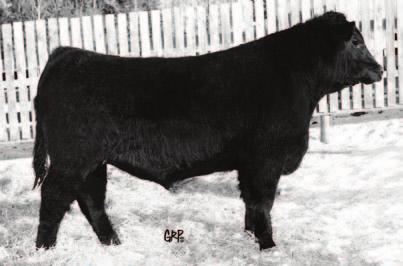 Fourty nine years ago we bought our first Angus cows and we are still trying for the perfect cow. It has been a great time to have met with so many great people.